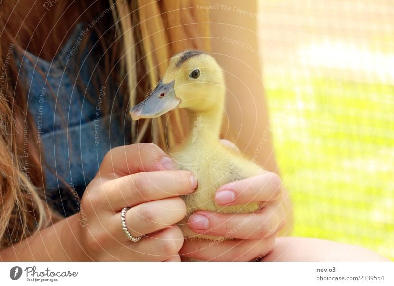 Young duck in the hands of a girl Feminine Young woman Youth (Young adults) Woman Adults 1 Human being Animal Pet Farm animal Wild animal Bird Animal face Zoo