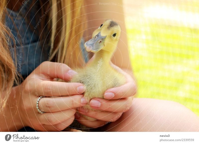 Little curious duck in the hands of a girl Human being Feminine Girl Woman Adults Infancy Youth (Young adults) Body Arm Hand Fingers 1 13 - 18 years Animal Pet