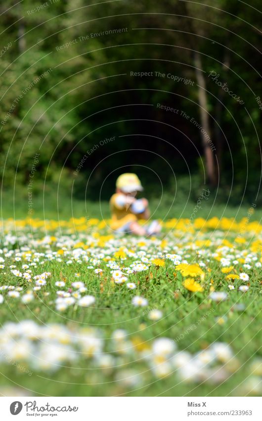 flower meadow Playing Human being Child Toddler Infancy 1 1 - 3 years Environment Nature Beautiful weather Tree Flower Grass Blossom Park Meadow Sit Small Daisy