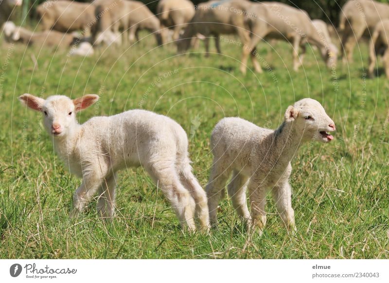 two lambs in the meadow Farm animal Sheep Lamb Agnus Dei Flock Twin Herd Looking Stand Together Cuddly Small Cute Emotions Happy Joie de vivre (Vitality)