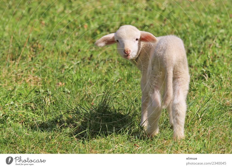 beautiful sheep baby