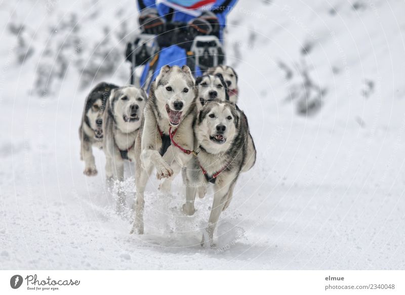 Husky team at full speed Winter Snow Dog Sled dog Sled dog race Pelt Tongue Snout Running Athletic Authentic Together Joie de vivre (Vitality) Enthusiasm