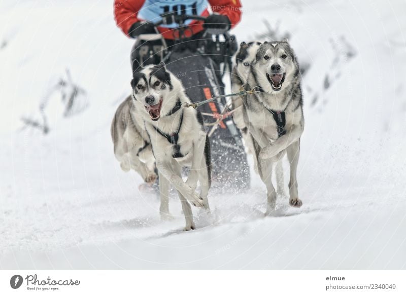*500* Sled dog team frontal Winter Snow Dog Husky Sled dog race 4 Animal Pack Running Athletic Together Speed Joy Joie de vivre (Vitality) Power Passion Agreed