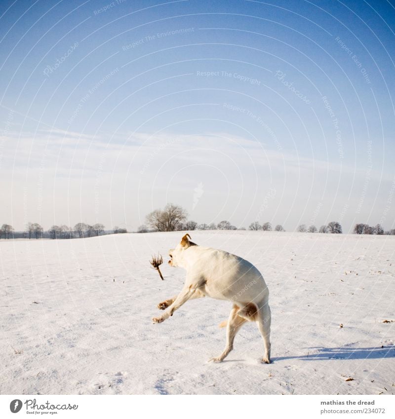OLD WINTER PICTURE Environment Nature Landscape Plant Sky Clouds Horizon Beautiful weather Ice Frost Snow Tree Field Movement Jump Cold White Dog Stick