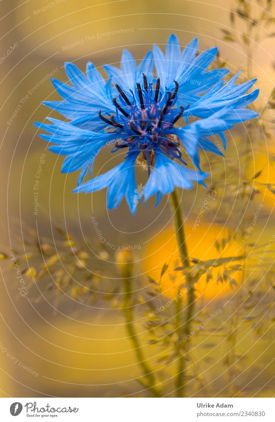 Blue cornflower (Cyanus segetum) with soft Bokeh Elegant Wellness Life Harmonious Well-being Contentment Relaxation Calm Meditation Decoration Wallpaper Nature