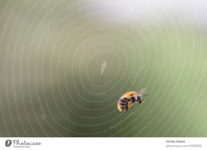 A bumblebee in flight Nature Animal Spring Summer Autumn Bee Wing Insect Bumble bee 1 Work and employment Flying Natural Determination Love of animals