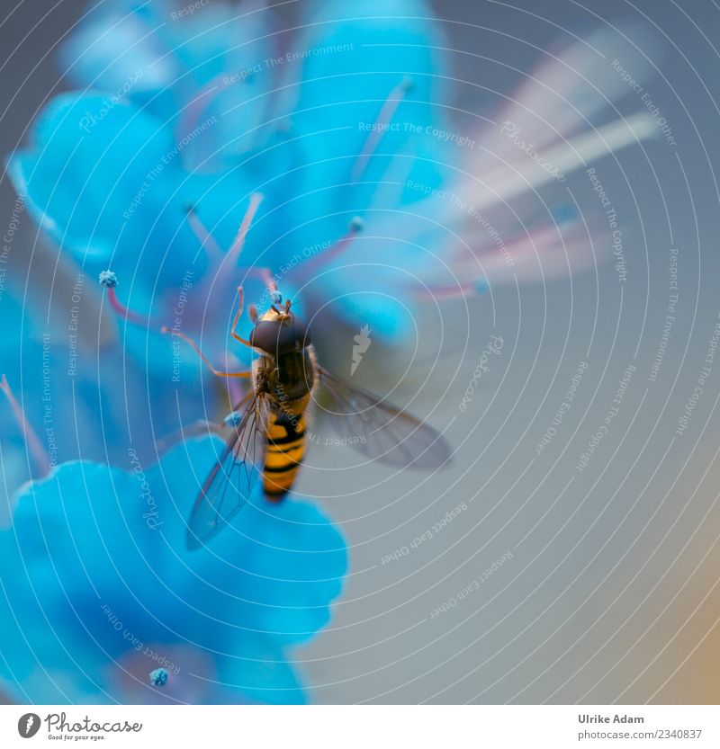 Hoverfly on light blue blossom Environment Nature Plant Animal Spring Summer Autumn Flower Blossom Geranium Garden Park Fly Bee Wing Hover fly Insect 1 Flying
