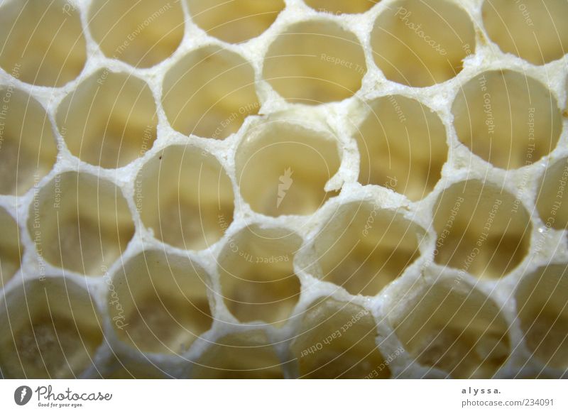 Honeybee's home. Nature Honeycomb Honeycomb pattern Yellow White Detail Pattern Structures and shapes Deserted Close-up Round