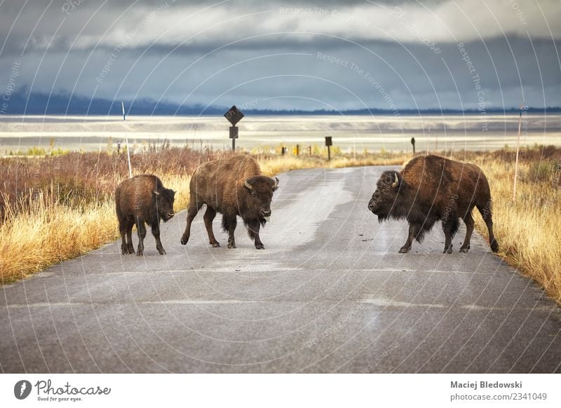 American bison family cross a road in Grand Teton National Park. Vacation & Travel Tourism Adventure Safari Nature Landscape Animal Storm clouds Grass Street