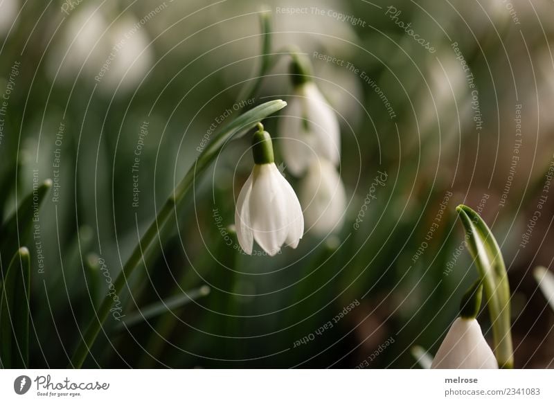 snowdrops Environment Nature Earth Spring Beautiful weather Plant Flower Grass Leaf Blossom Wild plant Spring flowering plant Living thing Snowdrop Lily plants