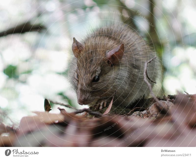 Rat like that. Rodent Pelt Leaf Animal Mouse