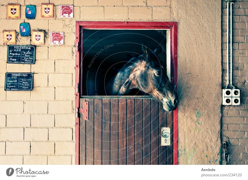 stable Style Leisure and hobbies Ride Deserted Wall (barrier) Wall (building) Animal Horse 1 Looking Wait Glittering Door Stable Signs and labeling