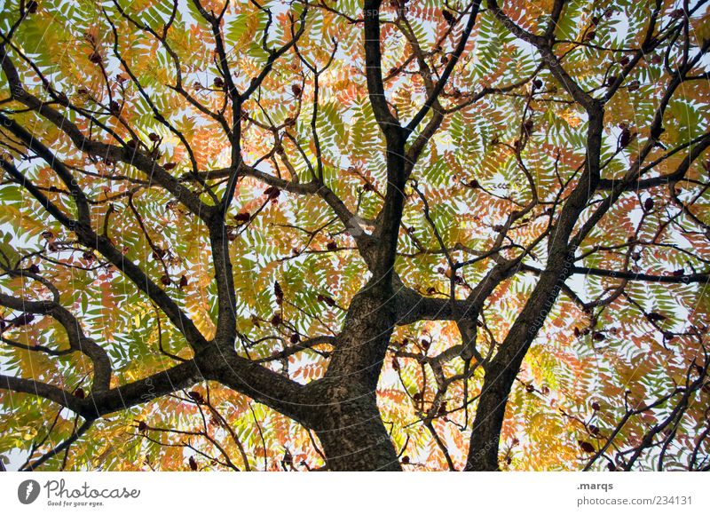 branches Nature Autumn Tree Branch Leaf Leaf canopy Faded Multicoloured Network Chaos Sky Limp Colour photo Exterior shot Deserted Worm's-eye view Branchage