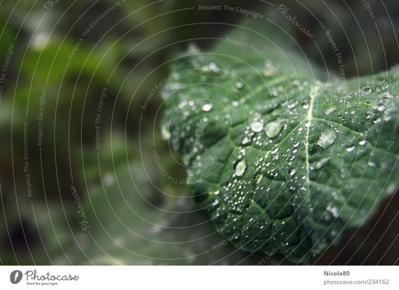 Raindrops in the field Environment Nature Plant Drops of water Leaf Foliage plant Agricultural crop Field Fresh Green Wet Dew Colour photo Exterior shot