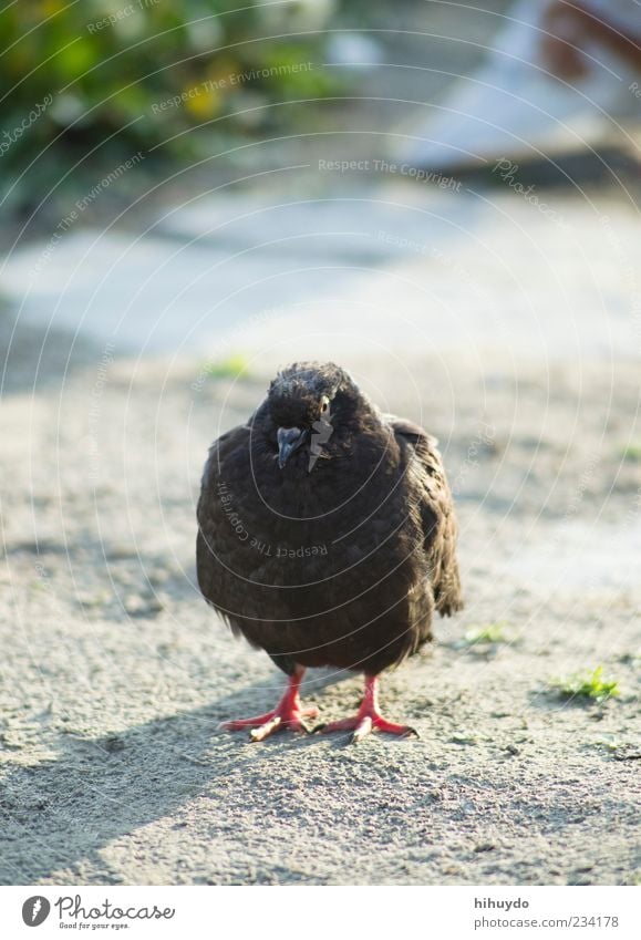 What are you looking at? Environment Nature Animal Wild animal Bird Pigeon 1 To enjoy Stand Contentment Self-confident Cool (slang) Watchfulness Colour photo