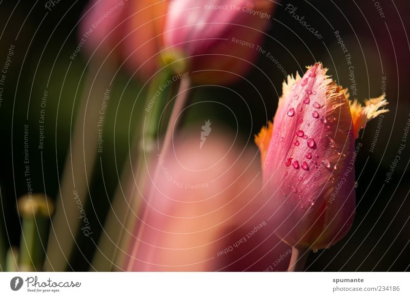 frayed Nature Plant Drops of water Spring Beautiful weather Flower Tulip Blossom Multicoloured Yellow Pink Black Spring fever Colour photo Exterior shot Morning