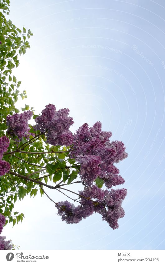 lilac Nature Plant Sky Cloudless sky Spring Beautiful weather Tree Bushes Leaf Blossom Blossoming Fragrance Growth Violet Lilac Bud Colour photo Multicoloured