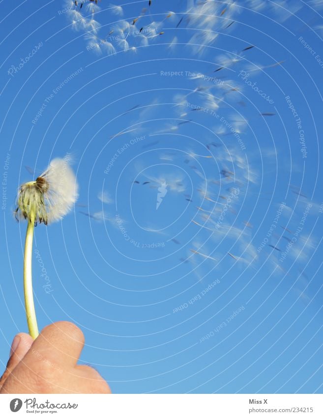 km/h Nature Plant Cloudless sky Spring Summer Beautiful weather Flower Flying Speed Beginning Freedom Ease Seed Blow Dandelion To hold on Wind Colour photo