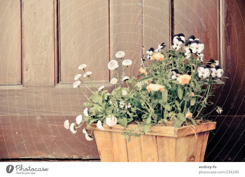 flower basket Plant Flower Blossom Pot plant Door Wood Blossoming Stand Growth Fragrance Brown Yellow Green Spring fever Pansy blosssom Daisy Family Basket