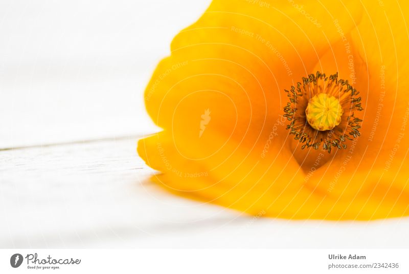 Orange Poppy Blossom Elegant Mother's Day Nature Plant Summer Flower Poppy blossom Garden Park Blossoming Illuminate Exceptional Bright Beautiful Moody Caution