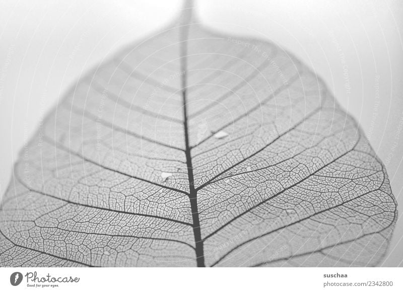 filigree Delicate ramified Branched Fine Thin Structures and shapes Arrangement Leaf Rachis Nature Black & white photo Gray scale value Graphic Close-up