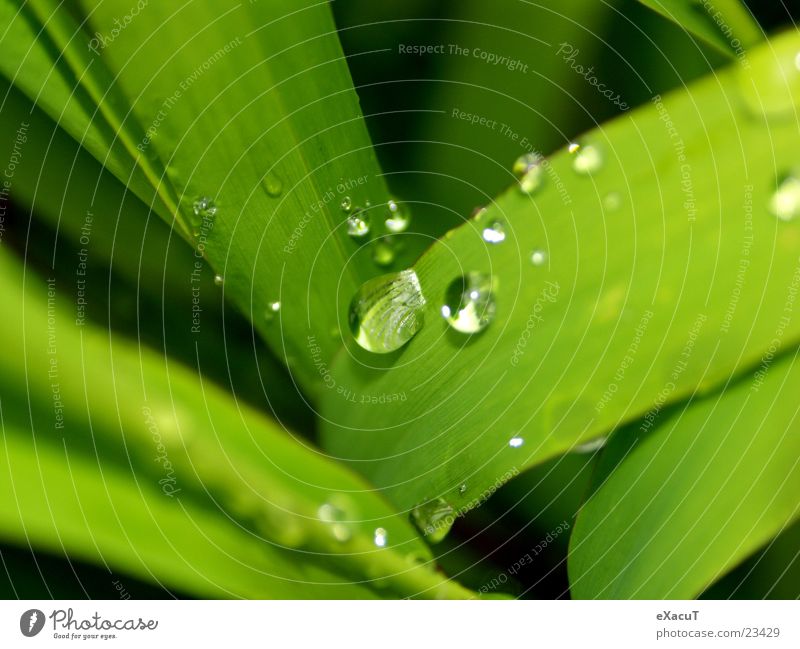 small droplets Plant Green Thread Leaf Nature Water Drop