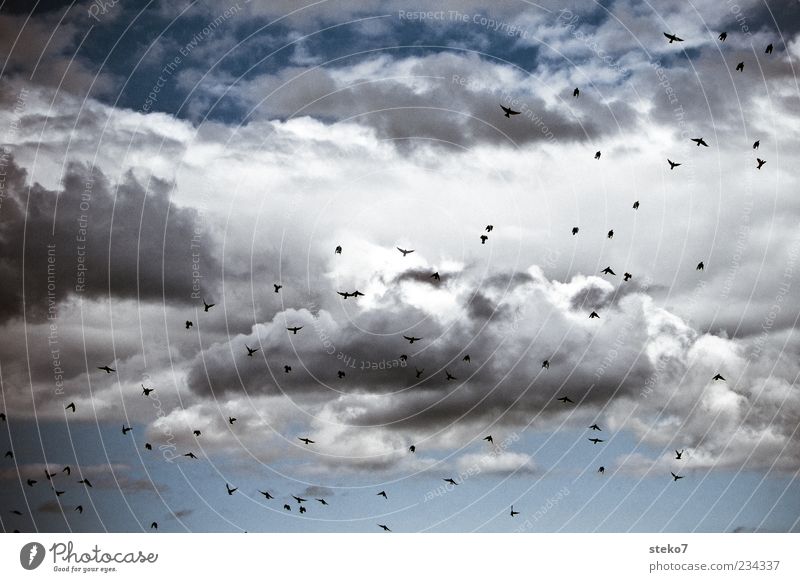 swarm Clouds Animal Bird Flock Flying Starling Ambitious Blue Far-off places Freedom Colour photo Exterior shot Deserted Day Flight of the birds Flock of birds
