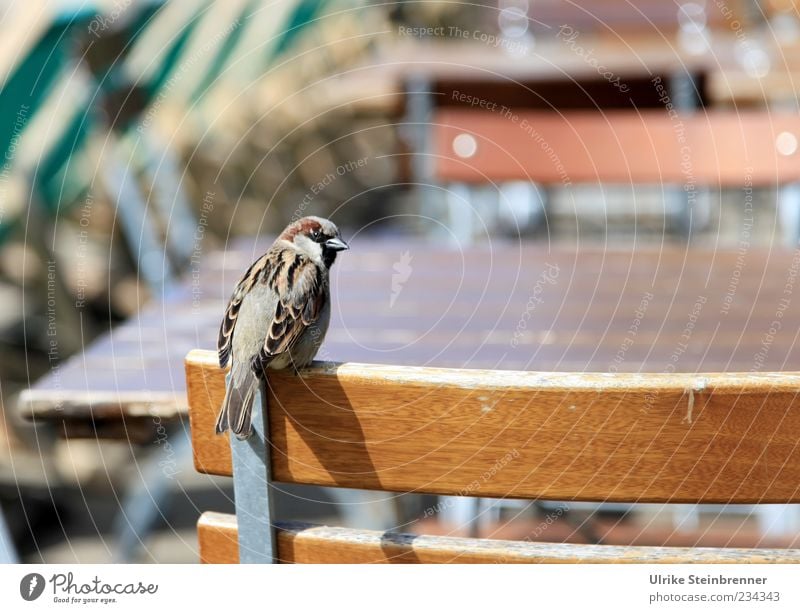 Occupied! Animal Wild animal Bird Sparrow 1 Crouch Looking Sit Wait Funny Watchfulness Expectation Chair Placeholder Fill Brash Spring Regulars Colour photo
