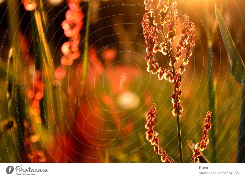 spring whisper Nature Spring Beautiful weather Flower Grass Contentment Spring fever Anticipation Optimism Hope Romance Longing Colour photo Exterior shot