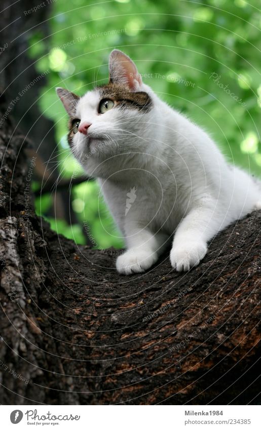 Will down! Nature Tree Animal Pet Cat 1 Curiosity Cute Above White Fear Climbing Looking To hold on Descend Colour photo Exterior shot Copy Space bottom Day