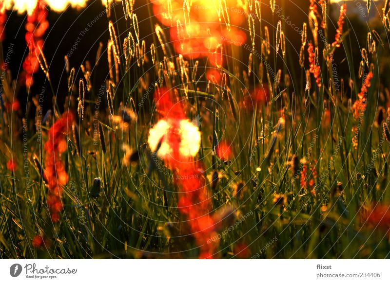 Spring whisper 10 minutes later Nature Beautiful weather Grass Meadow Contentment Spring fever Optimism Hope Romance Colour photo Exterior shot Twilight
