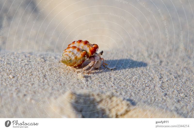 Hermit Cancer III Vacation & Travel Far-off places Summer Beach Ocean Environment Sand Coast Animal Wild animal Mussel Animal face Animal tracks Shellfish 1