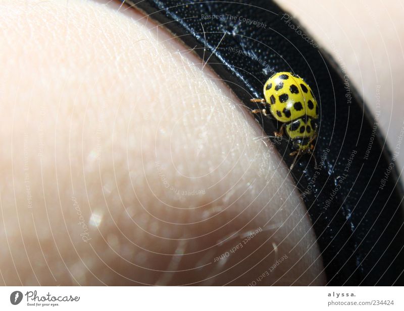 He's a sweetie. Animal Beetle 1 Leather Bracelet Yellow Black Colour photo Exterior shot Deserted Skin Hair Close-up Ladybird Crawl Copy Space left