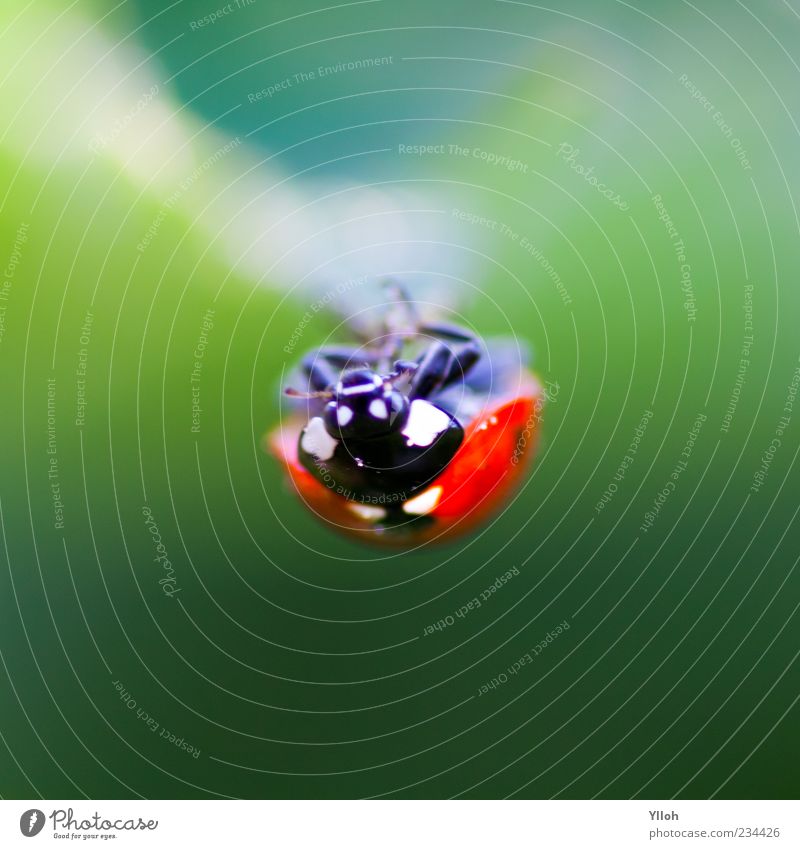 hanging around Environment Nature Animal Wild animal Beetle 1 Hang Crawl Freedom Calm Time Colour photo Close-up Shallow depth of field Reflection Ladybird