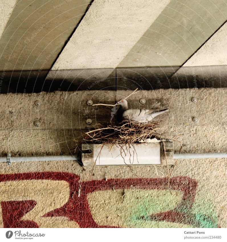 Urban Artist Animal Wild animal Bird Pigeon 1 Build Stand Nerdy Rebellious Nest-building Lamp Twigs and branches Wall (building) Graffiti Underpass Striped