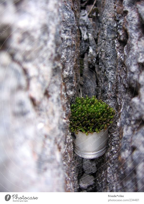 survival artist Environment Nature Plant Moss Rock Screw top Stone Hang Firm Gray Green Silver Colour photo Exterior shot Day Clamp Fix Between Exceptional