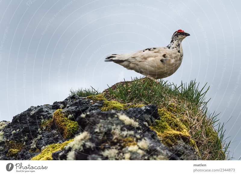 Rock Ptarmigan Spring Grass Moss Animal Wild animal Bird 1 Observe Natural Yellow Gray Green Red White Iceland Rain Exterior shot Close-up Deserted