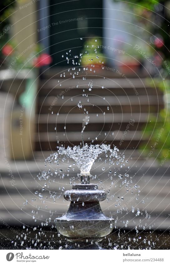 Suses Fountain of Youth Water Drops of water Beautiful weather Plant Flower Garden Park Tenerife Puerto de la Cruz Well Bubbling Colour photo Multicoloured