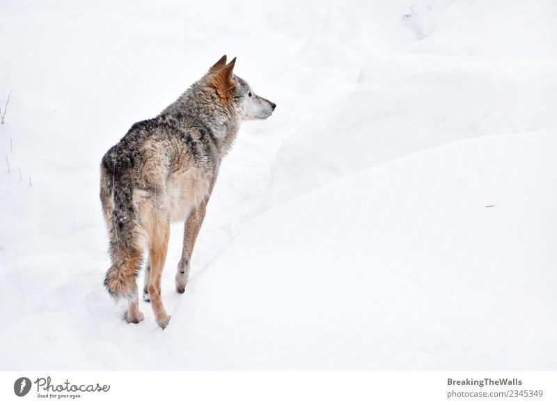 Rear view of wolf on white snow Nature Animal Winter Snow Wild animal Zoo Wolf 1 White Watchfulness Observe wildlife Gray Colour photo Deserted Copy Space right