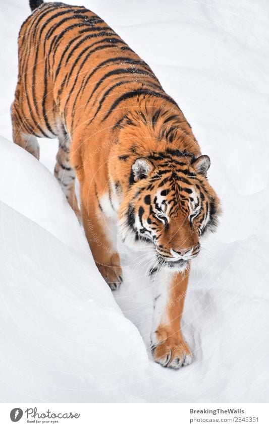 High angle view of tiger walking on snow Nature Animal Winter Snow Wild animal Zoo Tiger amur tiger siberian tiger Big cat Cat Mammal Carnivore 1 Red White Cold