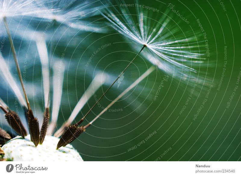 umbrella parking Nature Plant Green Easy Dandelion Seed Delicate Copy Space bottom Copy Space right Colour photo Close-up Detail Macro (Extreme close-up)