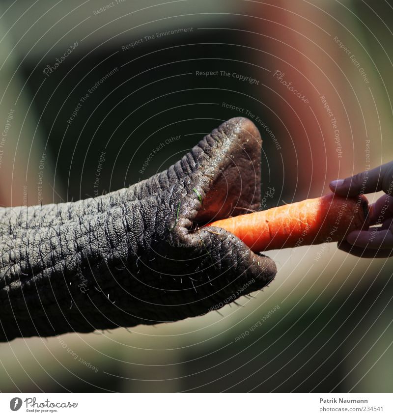 A small gift (100) Carrot Hand Fingers Elephant Trunk To feed Feeding Exceptional Near Trust Love of animals Close-up Shallow depth of field Central perspective