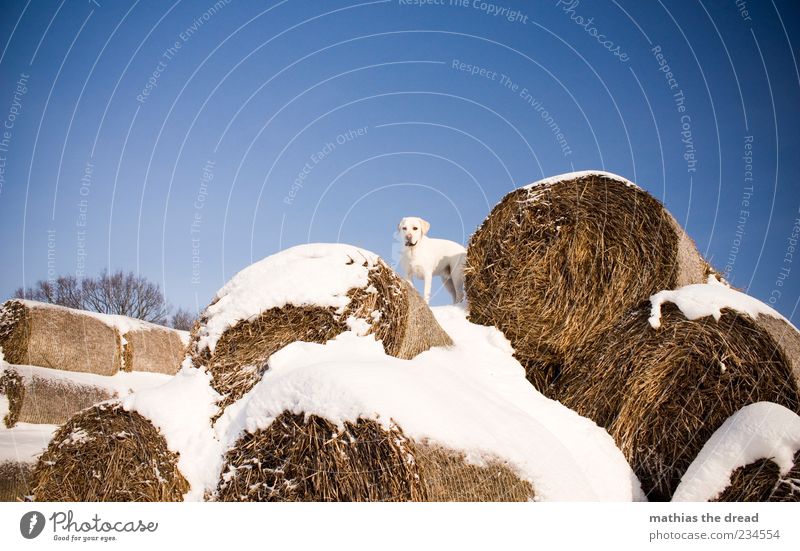 OLD WINTER PICTURE II Environment Nature Animal Sky Cloudless sky Beautiful weather Snow Pet Dog 1 Stand Cold Bale of straw White Freedom Camouflage