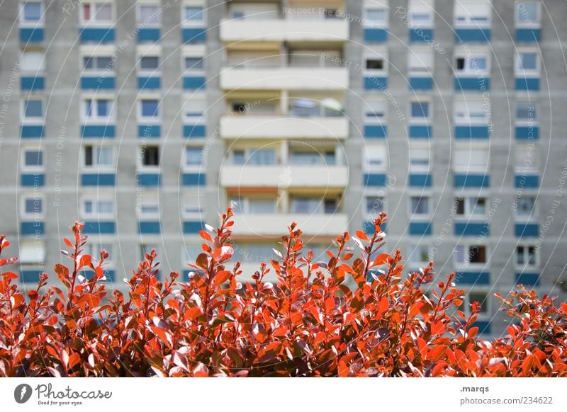 front yard Lifestyle Flat (apartment) Plant Leaf Architecture Apartment house Facade Balcony Window Town Gloomy Colour photo Exterior shot Deserted Day