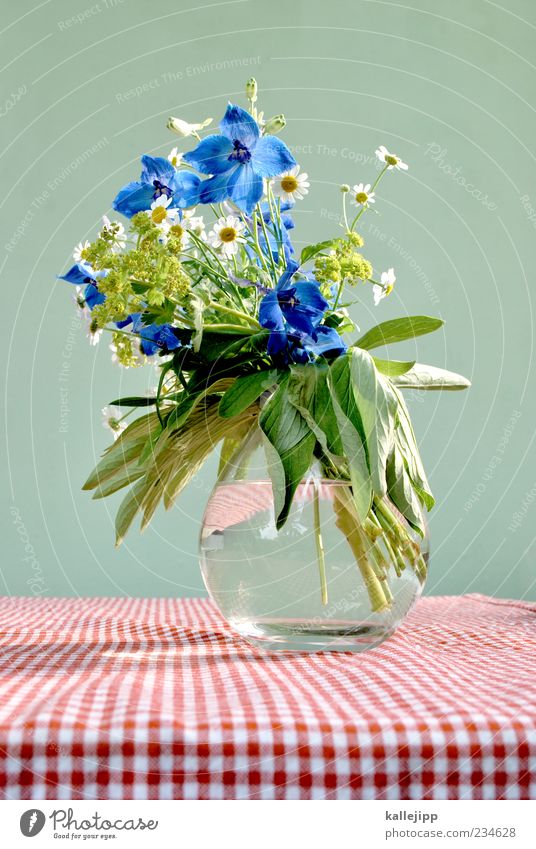 from the roadside Lifestyle Style Design Table Plant Flower Leaf Blossom Wild plant Field Esthetic Beautiful Checkered Red White Green Cornflower Daisy Vase
