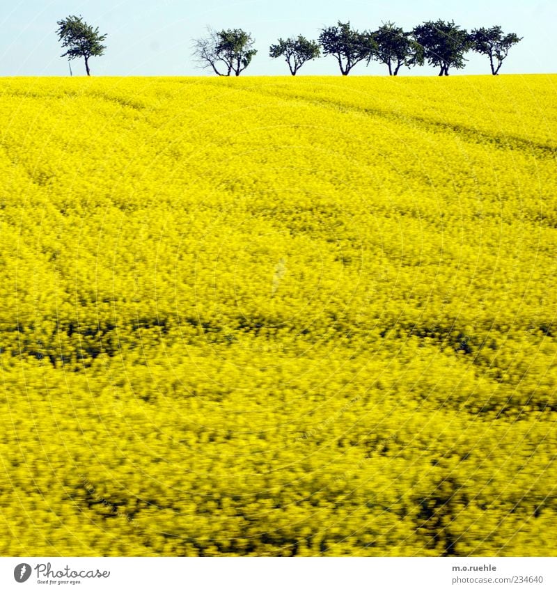 raped land Environment Nature Landscape Plant Sky Cloudless sky Horizon Spring Tree Agricultural crop Field Yellow Canola Canola field Oilseed rape cultivation
