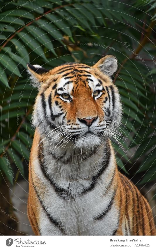 Tiger Looking Camera Stock Illustrations – 2,004 Tiger Looking