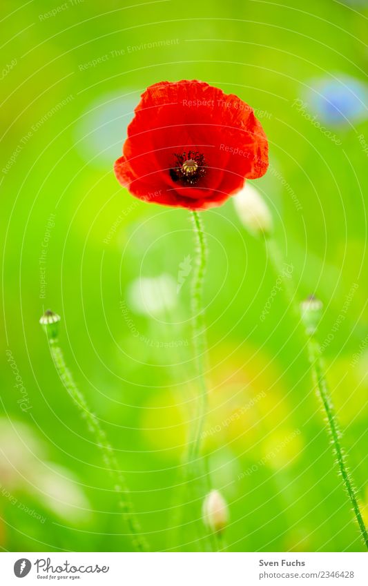 poppy blossom Happy Summer Nature Plant Spring Flower Blossom Wild plant Meadow Happiness Fresh Green Red Poppy Illuminate Open Closed bud youthful Pastel tone