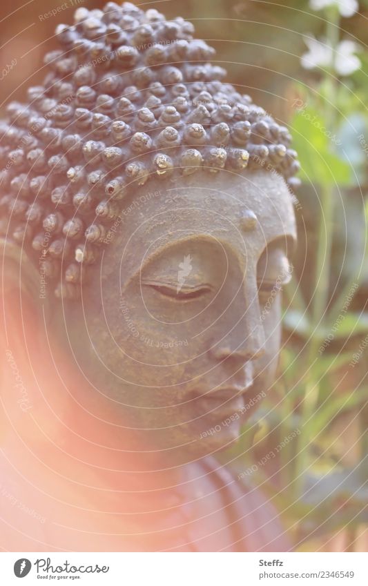 Buddha statue in the afternoon light Statue of Buddha Buddha figure Meditation Belief Buddhism Yoga Zen Serene Harmonious meditate Transcendence Meaning