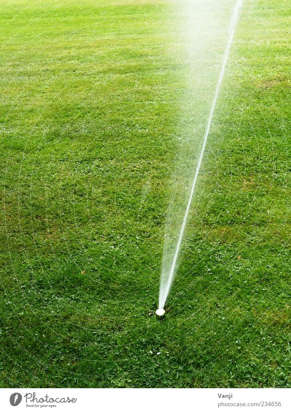 Artificial nutrition Environment Nature Grass Meadow Water Jet of water Irrigation Cast Lawn sprinkler Deserted Colour photo Exterior shot Day